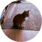 Ansem's Cat