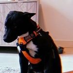 Ansems Dog
