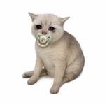 Baby Cash Cat