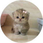 Bibi