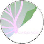 Cabbage