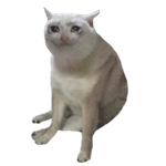 Cash Cat