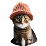 catwifhat