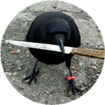 crow with knife