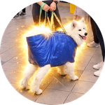 dog in a bag
