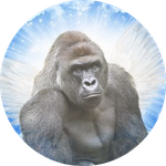 HARAMBE (Eth)