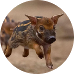 Hog Dog