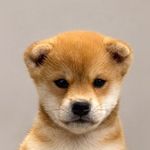 just a dog
