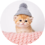 Kitten Wif Hat