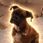 Maya The Voter Dog