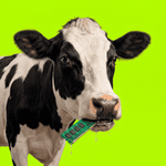 Memory cow Moo