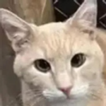 Mochi