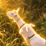 Historical Data for Nagi and Pokke in USD | CryptoRank.io