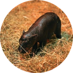 New Born Haggis Pygmy Hippo