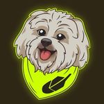 Robinhood Dog