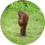 Sad Ape