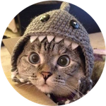 Shark Cat