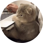Side Eye Cat