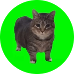 spinning cat