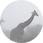 The Giraffes