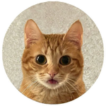 Tori the Cat