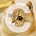 Tsutsuji the Cate