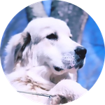 Tucker