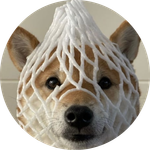 wrapped dog