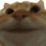 yepcat