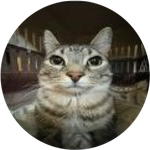 Zazu Cat