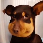 蜜蜂狗 (Beedog)