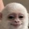Albert the Monkey