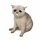 Baby Cash Cat