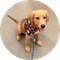 Barking Puppy
