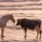 BullHorse (BullHorse)