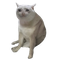 Cash Cat icon