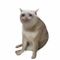 Cash Cat