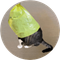 catwifbag (BAG)