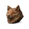 copper inu (COPPERINU)