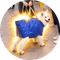 dog in a bag