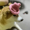 dogwifhat2