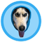 DOGWIFHOOD (WIFT)