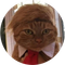 DONALDCAT