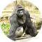 Harambe