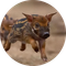 Hog Dog (HOGDOG)