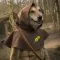 Hood in the Wood