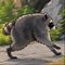 Jimothy The Raccoon icon