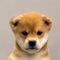 just a dog