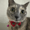 Just Elizabeth Cat (ELIZABETH)