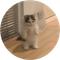 michi